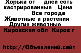   Хорьки от 35 дней есть кастрированные › Цена ­ 2 000 - Все города Животные и растения » Другие животные   . Кировская обл.,Киров г.